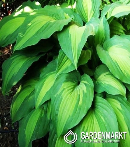 Hosta - Funkia Elisabeth 1 szt.