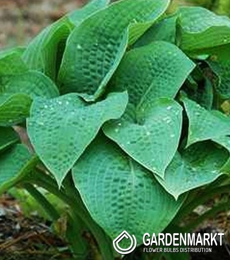 Hosta - Funkia Marmalade On Toast 1 szt.