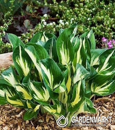 Hosta - Funkia Sting 1 szt.