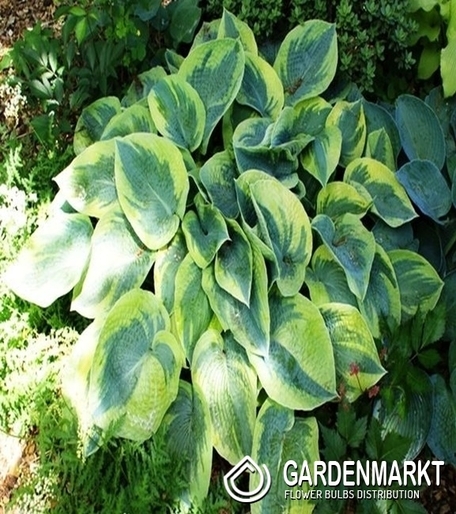 Hosta - Funkia Tokudama Flavocircinalis 1 szt.