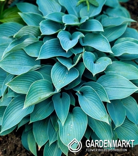 Hosta - Funkia Fragrant Blue 1 szt.