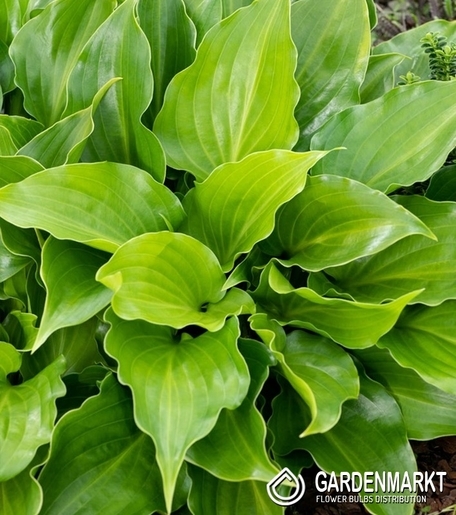 Hosta - Funkia Purple Sensation 1 szt.