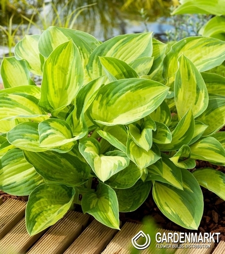 Hosta - Funkia Summer Breeze 1 szt.