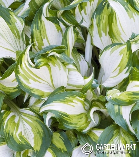 Hosta - Funkia Undulata Univittata 1 szt.