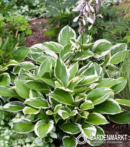 Hosta - Funkia Yellow River 1 szt.
