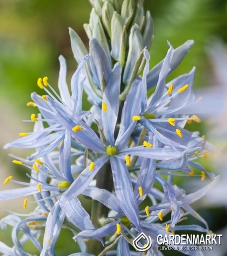 Camassia - Kamasja Cusickii 3 szt.