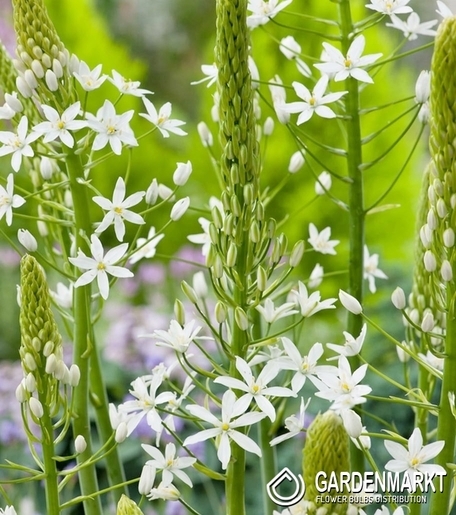Ornithogalum - Śniedek Sochi 3 szt.