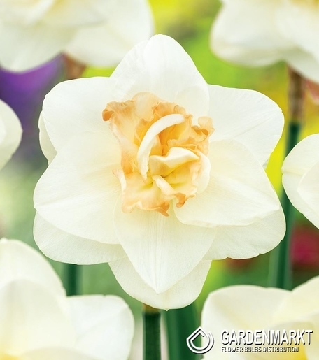 Narcyz Tender Beauty 3 szt.