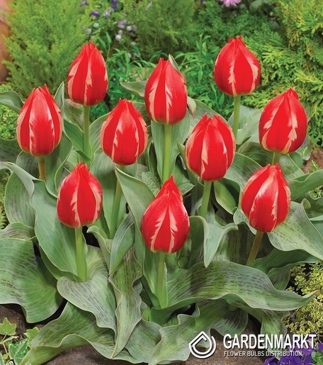 Tulipan Niski Greiga Friendly Fire 5 szt.