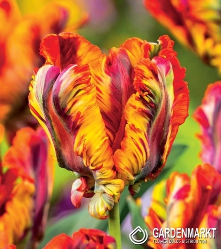 Tulipan Papuzi Rasta Parrot 5 szt.