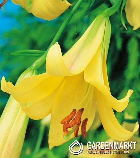 Lilia Trąbkowa Golden Splendour 1 szt.