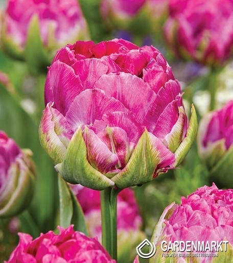 Tulipan Pełny Wicked in Pink 5 szt.