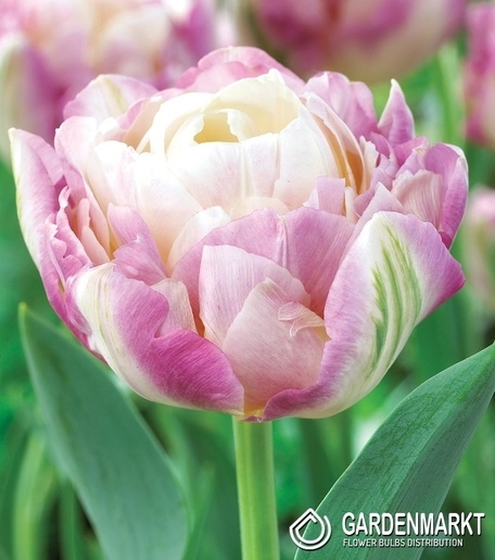 Tulipan Pełny Sweet Desire 5 szt.