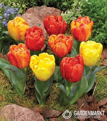 Tulipan Lodowy Flaming Baby 5 szt.