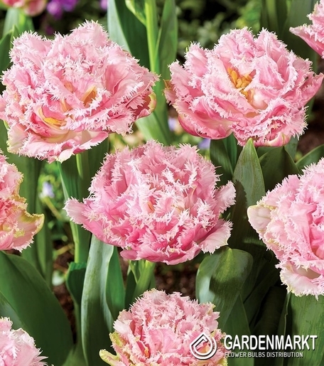 Tulipan Strzępiasty Perth 5 szt.