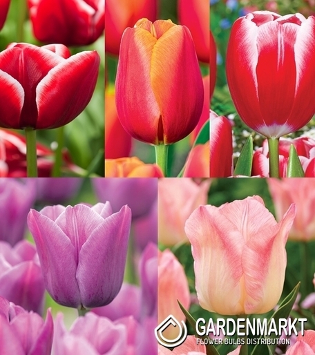 Zestaw Tulipan Triumph "6"  11/12
