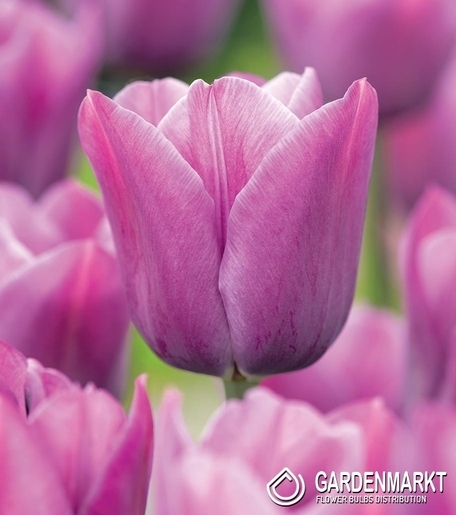 Tulipan Triumph Violet Beauty 5 szt.