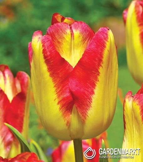 Tulipan Triumph Cape Town 5 szt.