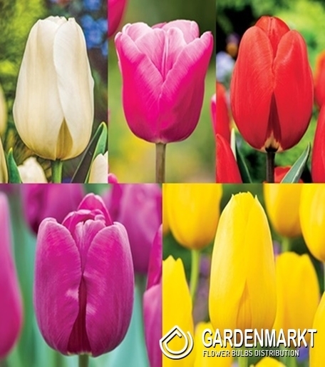 Zestaw Tulipan Gigantyczny "2" 11/12