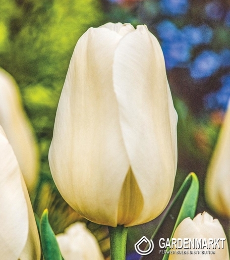 Tulipan Gigantyczny Catherina 5 szt.
