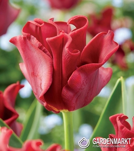 Tulipan Triumph Red Dress 5 szt.