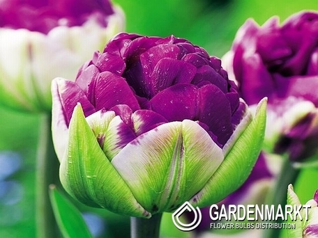 Tulipan Lodowy Pop Up Purple 1 szt.