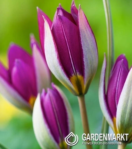 Tulipan Botaniczny Red Beauty 5 szt.