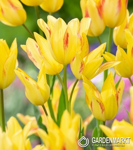 Tulipan Royal Georgette 5 szt.