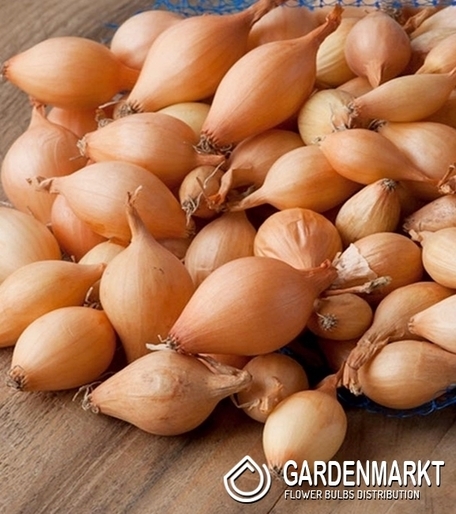 Cebula Dymka Efekt 0,50 kg