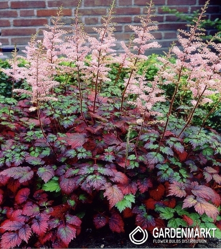 Astible-Tawułka Color Flashl 1 szt.