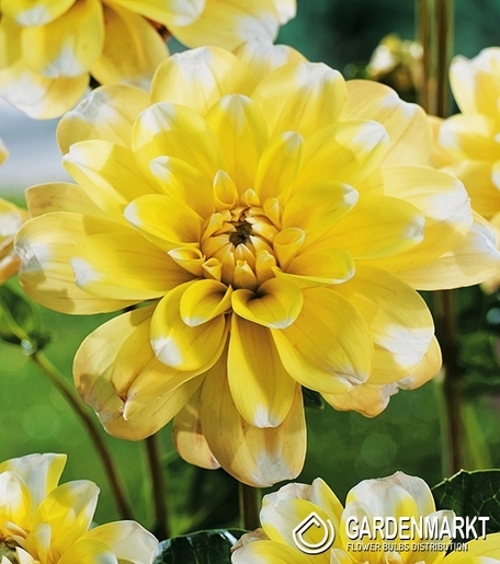 Dalia Dekoracyjna Yellow Perception 1 szt.