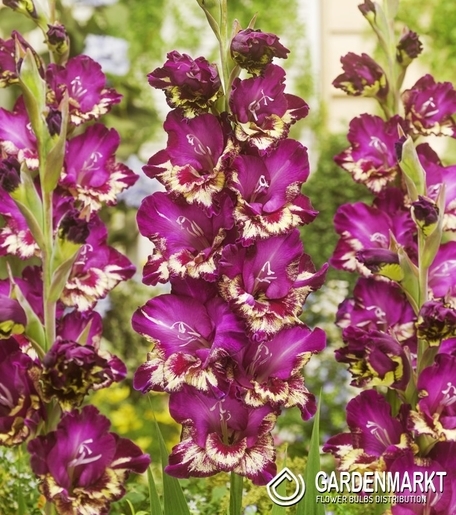 Gladiolus-Mieczyk Colour Club 5 szt.