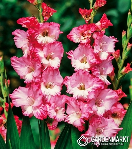 Gladiolus-Mieczyk Gerona 5 szt.