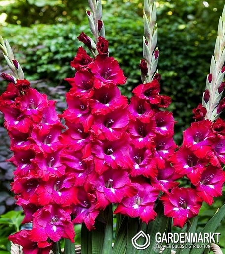 Gladiolus-Mieczyk San Siro 5 szt.