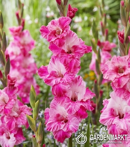 Gladiolus-Mieczyk Moonlight Shadow 5 szt.