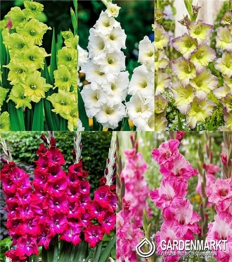 Zestaw Gladiolus - Mieczyk "24" 12/14