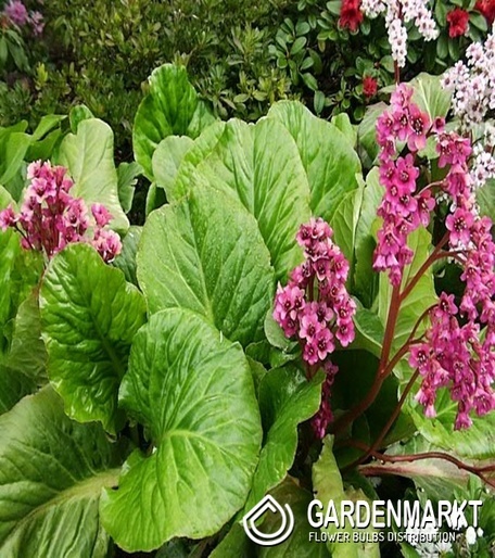 Bergenia Sercolistna 1 szt.