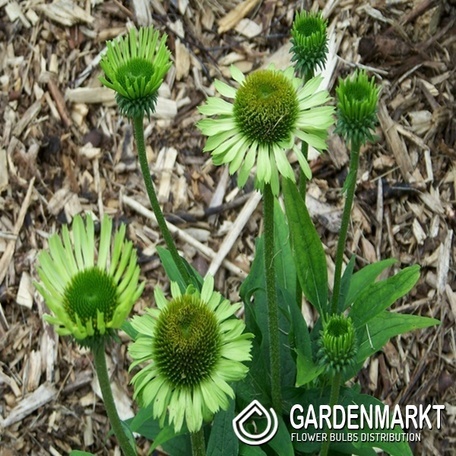 Echinacea - Jeżówka Green Twister Doniczka 1 szt.