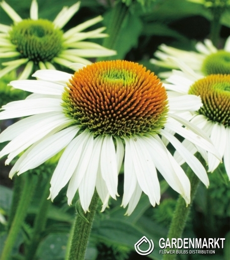 Echinacea - Jeżówka White Swan Doniczka 1 szt.
