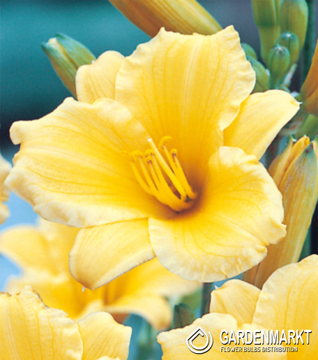 Hemerocallis - Liliowiec Stella D'Oro doniczka 1 szt.