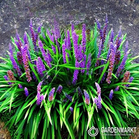 Liriope Big Blue 1 szt.