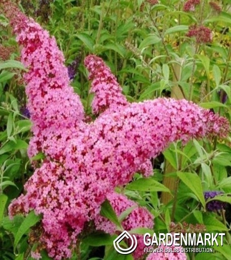 Budleja Pink Delight 1szt.