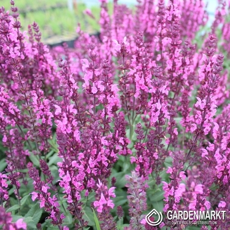 Szałwia Omszona Pink Field 1 szt.