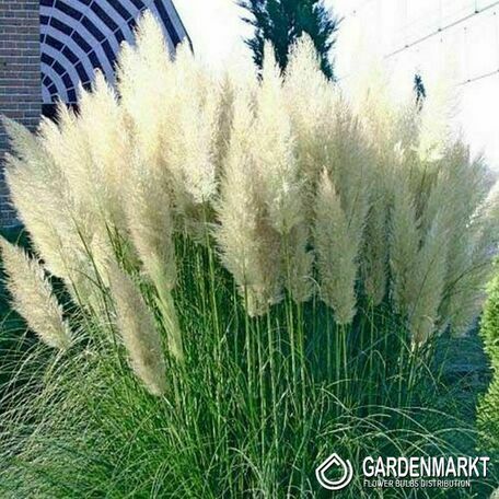 Trawa Pampasowa White Plume 1 szt.