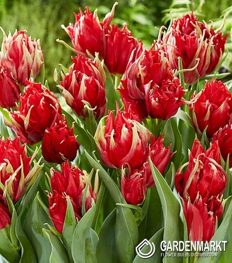 Tulipan Red Spider 5 szt.