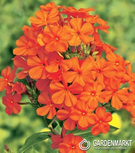 Phlox - Płomyk Wiechowaty Pomarańczowy 1 szt.