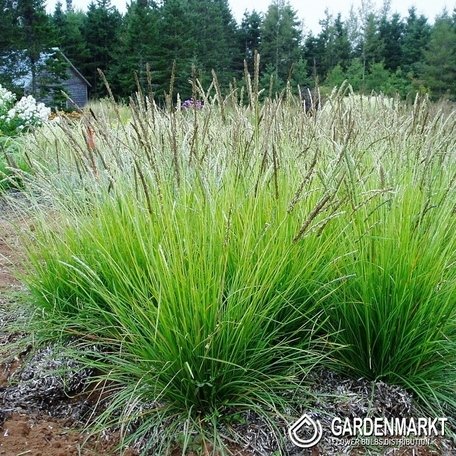 Sesleria Jesienna 1 szt.