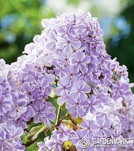Phlox-Płomyk Wiechowaty All in One 1 szt.