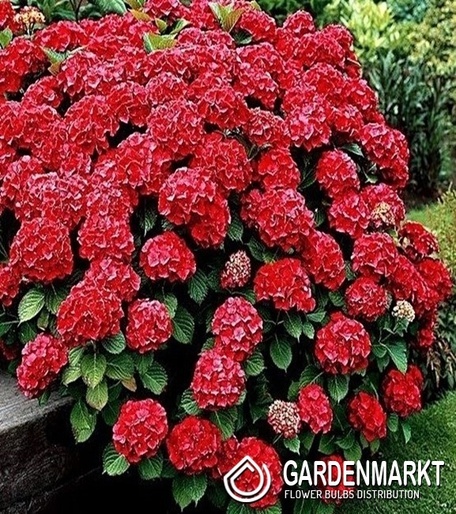Hortensja Ogrodowa Red Baron 1szt.