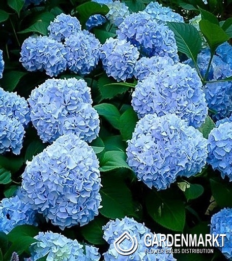 Hortensja Ogrodowa Nikko Blue 1szt.